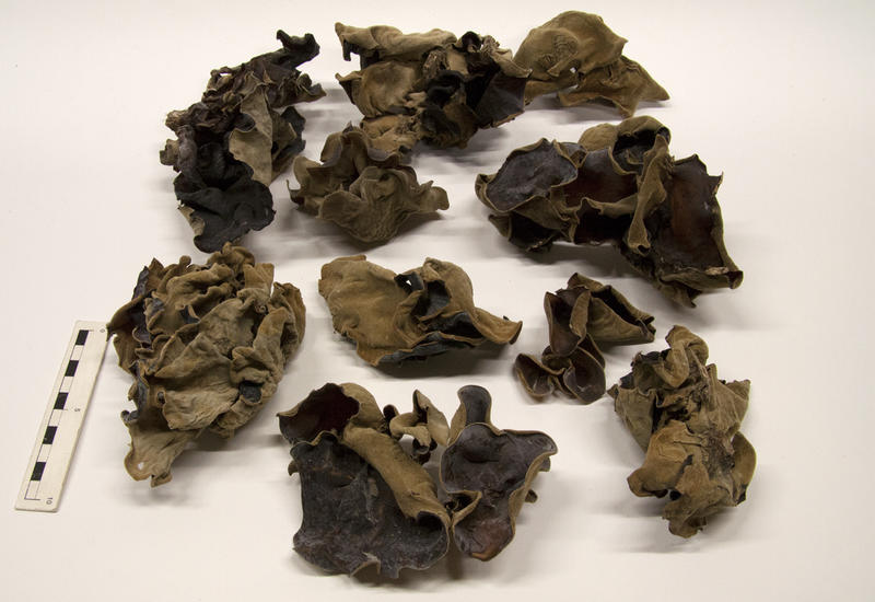 Fungus, Wood Ear Puke Ariki