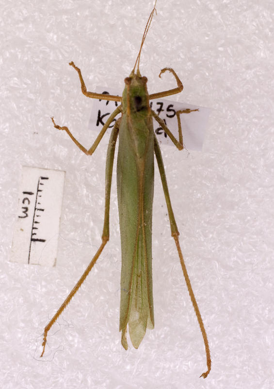 Insect, Katydid - Puke Ariki