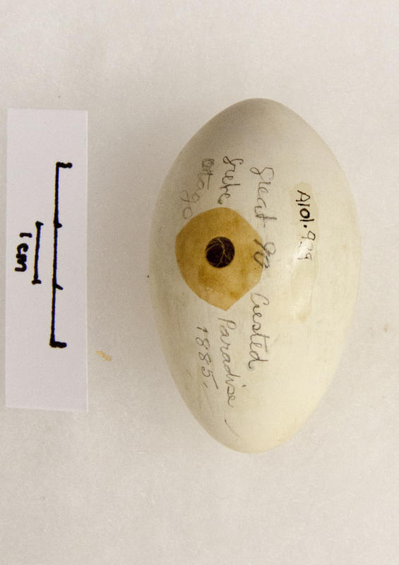 Egg, Great crested Grebe image item