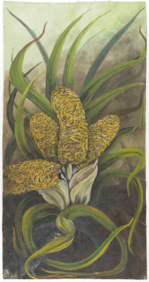 "Freyacinetia Banksii"