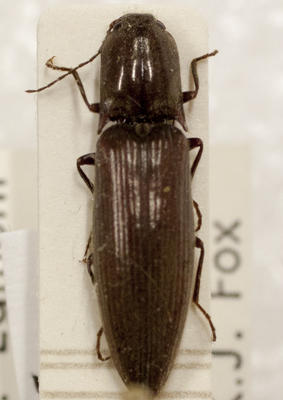 Beetle, Click - Puke Ariki