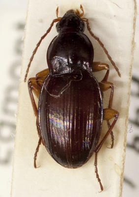 Beetle, Unidentified