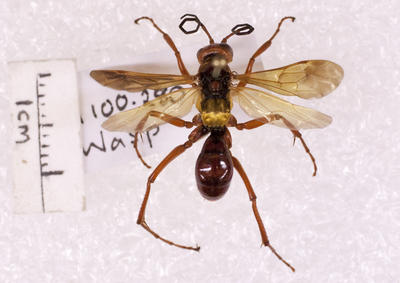 Insect, Wasp