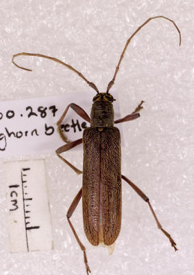 Beetle, Longhorn