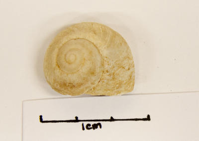 Snail, Land - Subfossil