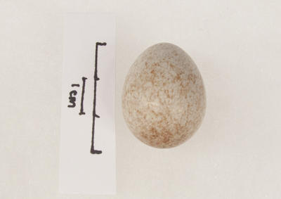 Egg, Blackbird