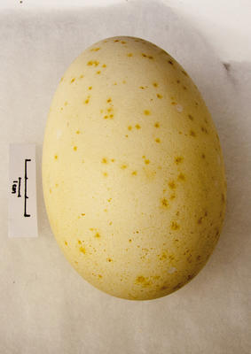 Egg, Albatross