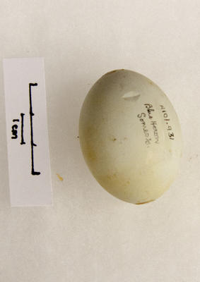 Egg, Blue Heron