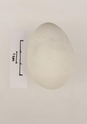 Egg, Black Shag