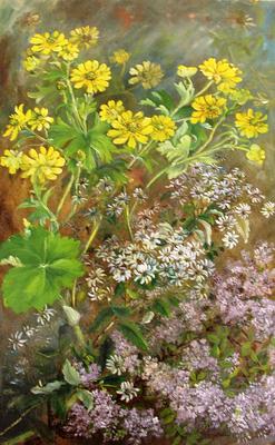 "Ranunculus nivicola"; Nov 1911; A65.876