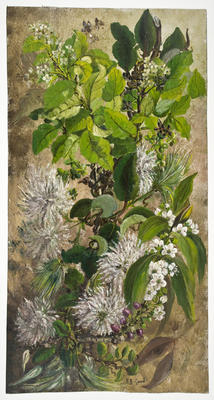 "Rohatara, Ngaio, Seed Clematis"; Dec 1897; A65.754