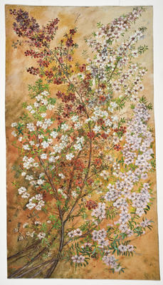 "Manuka, leptospermum"; 1925; A65.000