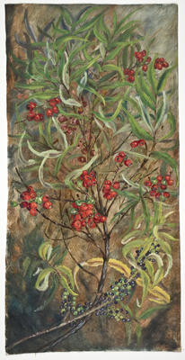 "Melicytus lanceolatus"; Mar 1915; A65.757