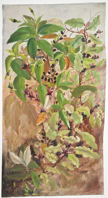 "Kotukutuku, Konini, Matapo"; Nov 1904; A65.766