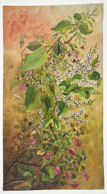 "Fuchsia procumbens"; 1901; A65.729