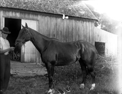 Man with horse, Brooklands stables