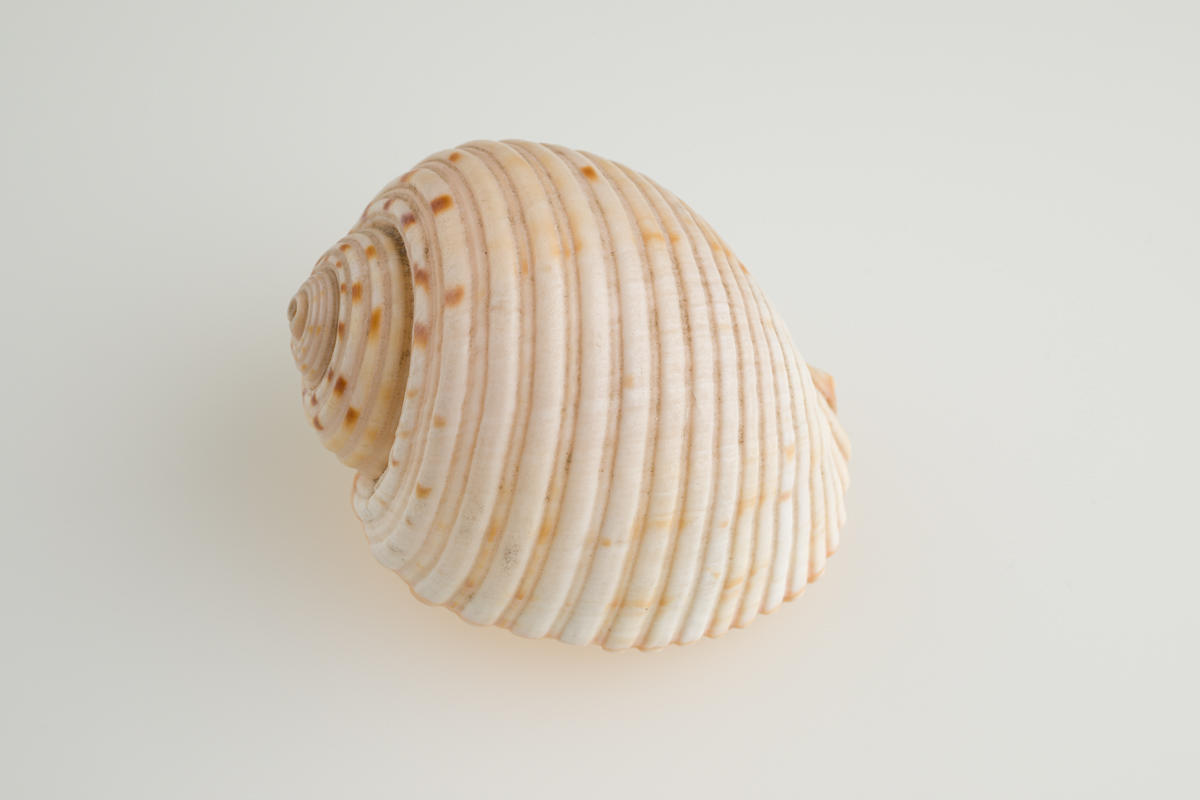 Tun shell, Tonna species - Puke Ariki