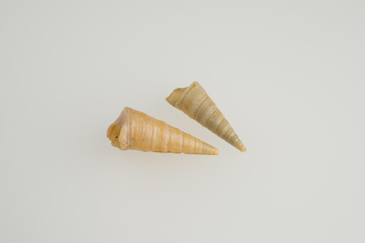 Turret shell, Maoricolpus roseus - Puke Ariki