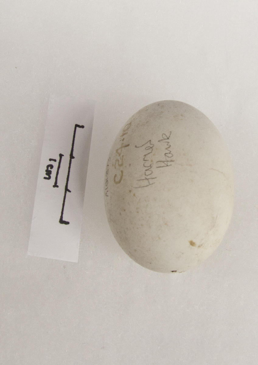 Egg, Harrier Hawk Puke Ariki