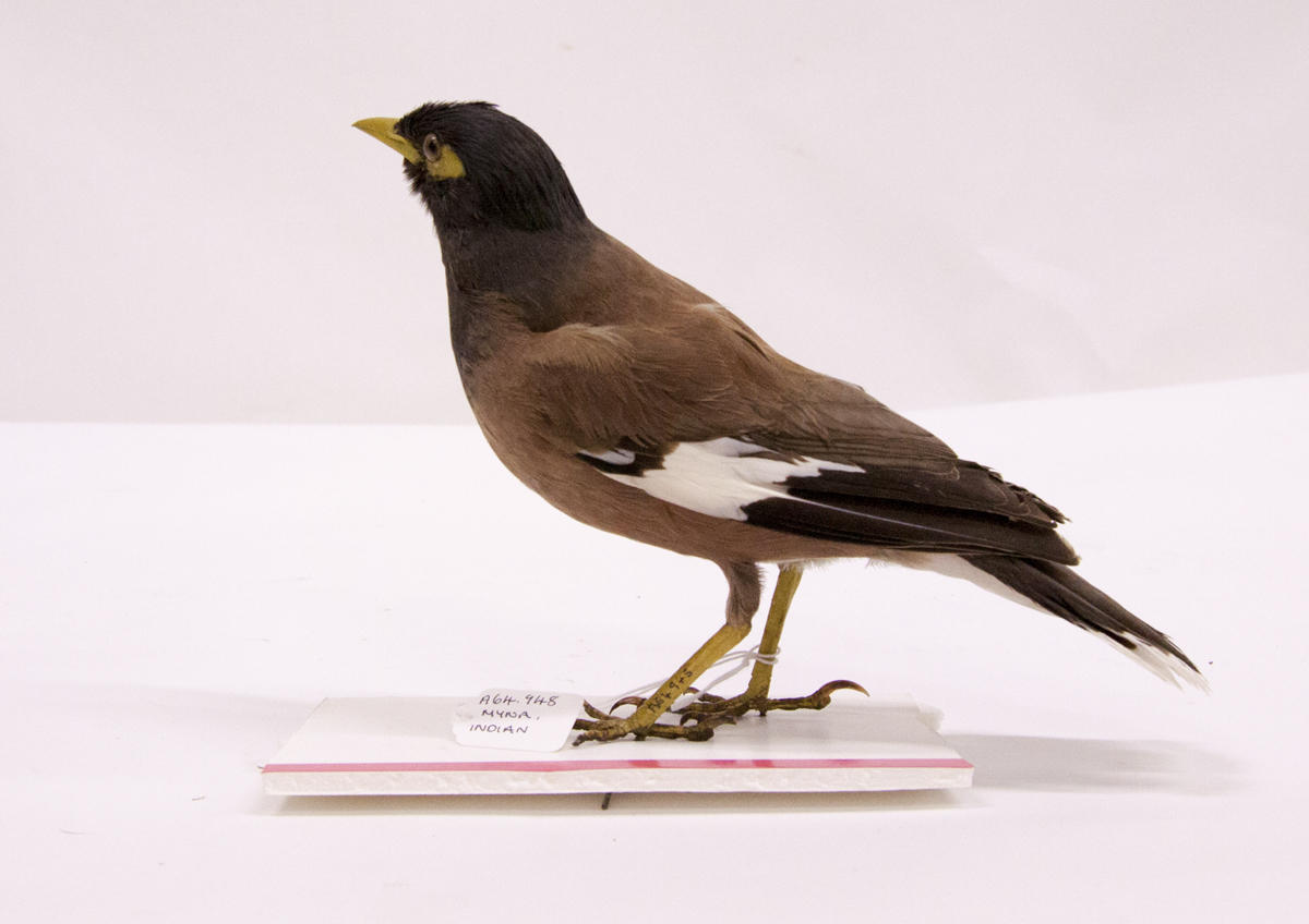 Myna, Indian - Puke Ariki